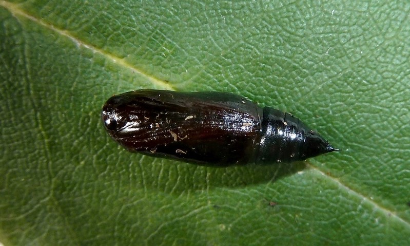 Ciclo vitale: Peribatodes rhomboidaria (Geometridae)